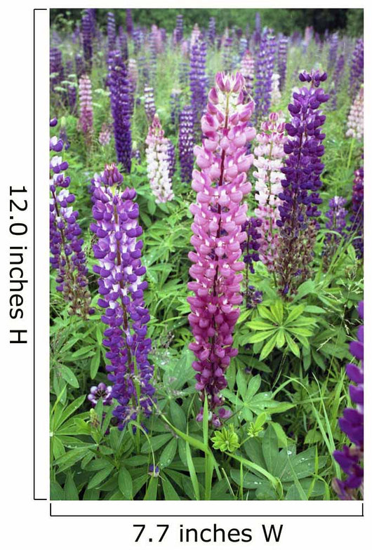 Lupine 3 Wall Mural