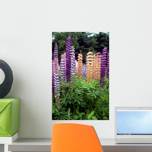 Lupine 1 Wall Mural