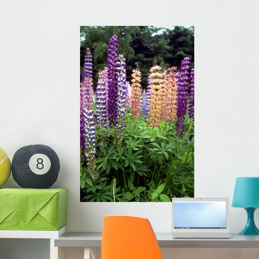 Lupine 1 Wall Mural