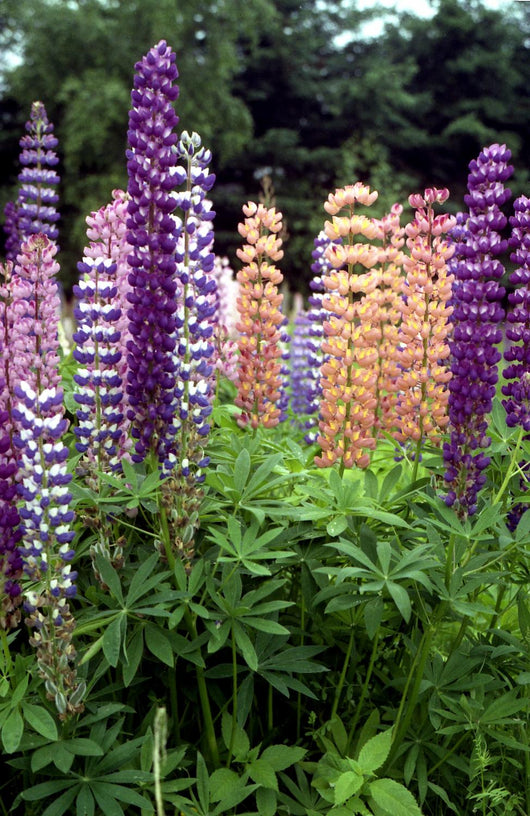 Lupine 1 Wall Mural