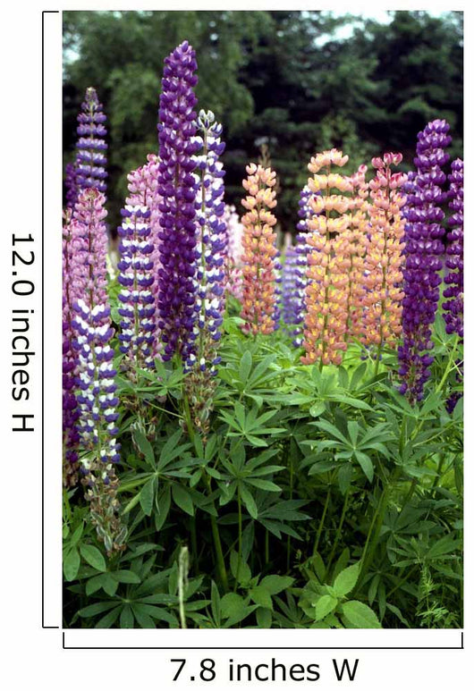 Lupine 1 Wall Mural