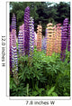 Lupine 1 Wall Mural