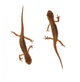 Two Newts Wall Decal Sticker Set
