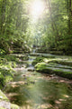 Stream Forest