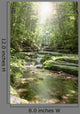 Stream Forest