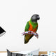 Senegal Parrot Wall Decal