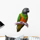 Senegal Parrot Wall Decal