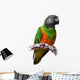 Senegal Parrot Wall Decal