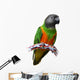 Senegal Parrot Wall Decal
