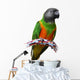 Senegal Parrot Wall Decal