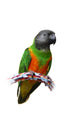 Senegal Parrot Wall Decal