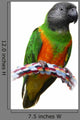 Senegal Parrot Wall Decal