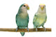 Pair Peach-faced Lovebirds Wall Decal