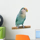 Peach-faced Lovebird (agapornis Roseicollis Blue Morph) Wall Decal