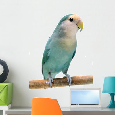 Peach-faced Lovebird Agapornis Roseicollis Wall Decal shown on a wall