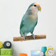 Peach-faced Lovebird (agapornis Roseicollis Blue Morph) Wall Decal