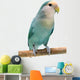 Peach-faced Lovebird (agapornis Roseicollis Blue Morph) Wall Decal