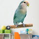 Peach-faced Lovebird (agapornis Roseicollis Blue Morph) Wall Decal
