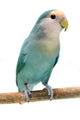 Peach-faced Lovebird (agapornis Roseicollis Blue Morph) Wall Decal