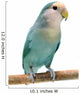 Peach-faced Lovebird (agapornis Roseicollis Blue Morph) Wall Decal