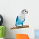 Lovebird Agapornis Fischeri Clarified Wall Decal