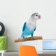 Lovebird Agapornis Fischeri Clarified Wall Decal