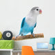 Lovebird Agapornis Fischeri Clarified Wall Decal