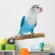 Lovebird Agapornis Fischeri Clarified Wall Decal