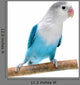 Lovebird Agapornis Fischeri Clarified Wall Decal