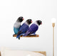 Three Masked Lovebirds White