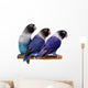Three Masked Lovebirds White
