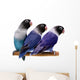 Three Masked Lovebirds White