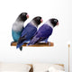 Three Masked Lovebirds White