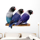 Three Masked Lovebirds White