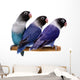 Three Masked Lovebirds White