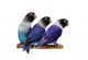 Three Masked Lovebirds White