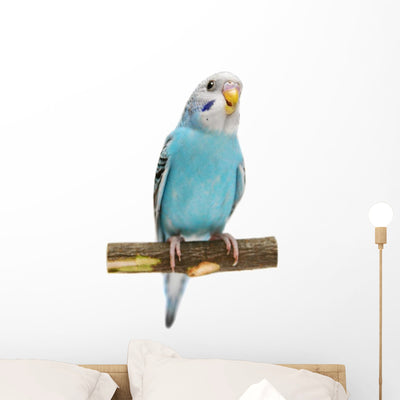 Budgie 1 5 Mounths shown on a wall
