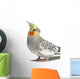 Cockatiel Parakeet 4 Years Old (female) Wall Decal