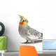 Cockatiel Parakeet 4 Years Old (female) Wall Decal