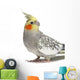 Cockatiel Parakeet 4 Years Old (female) Wall Decal
