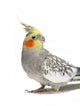 Cockatiel Parakeet 4 Years Old (female) Wall Decal