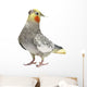 Cockatiel Parakeet 4 Years Wall Mural