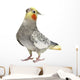 Cockatiel Parakeet 4 Years Wall Mural