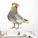 Cockatiel Parakeet 4 Years Wall Mural
