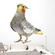 Cockatiel Parakeet 4 Years Wall Mural