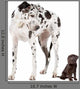 Big Dog Small Dog