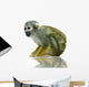 Squirrel monkey Wall Decal