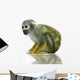 Squirrel monkey Wall Decal