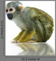 Squirrel monkey Wall Decal