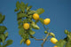 Citron Wall Decal